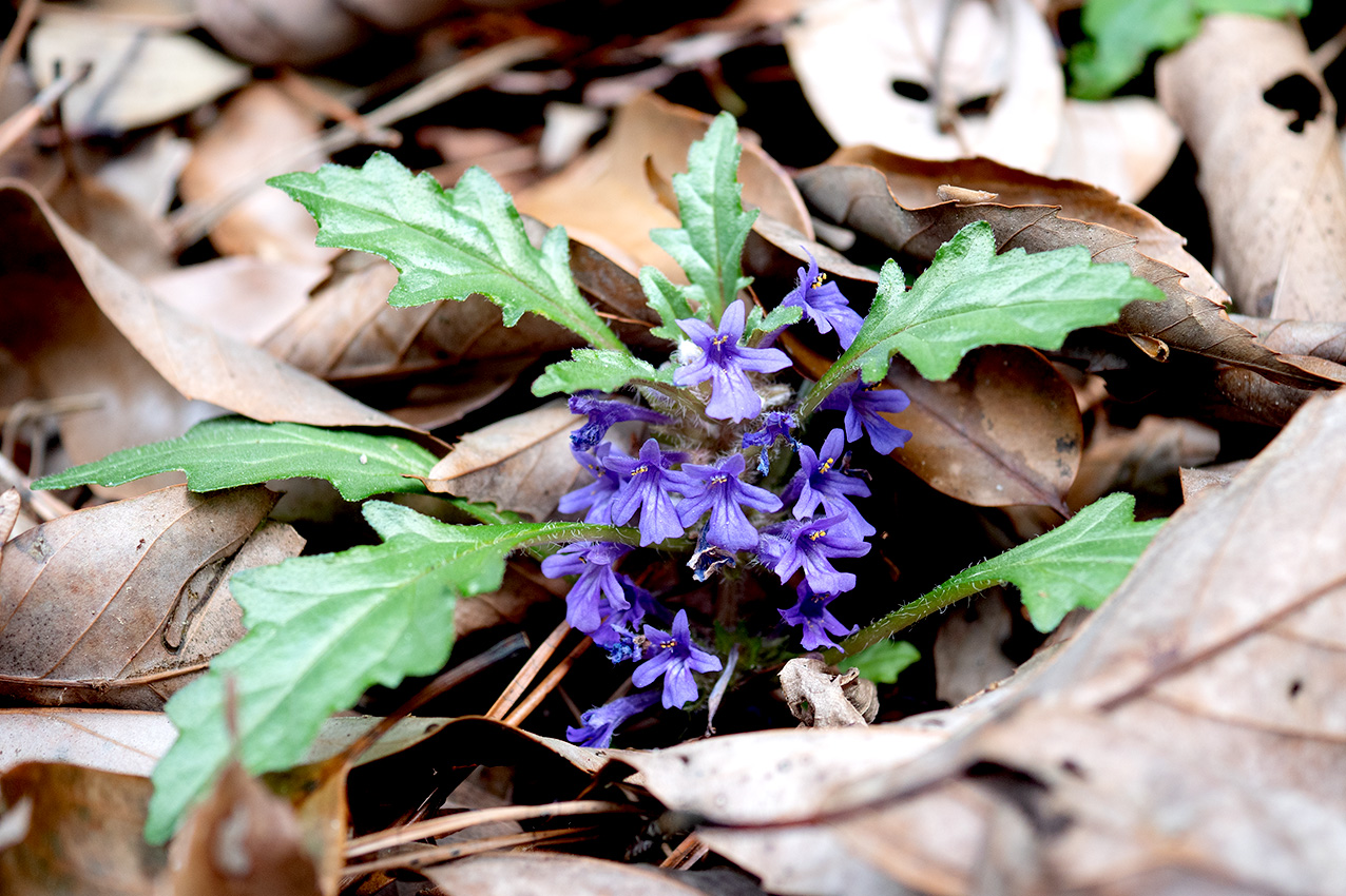 ブログ 日本の固有植物 タチキランソウ（Tachikiranso）