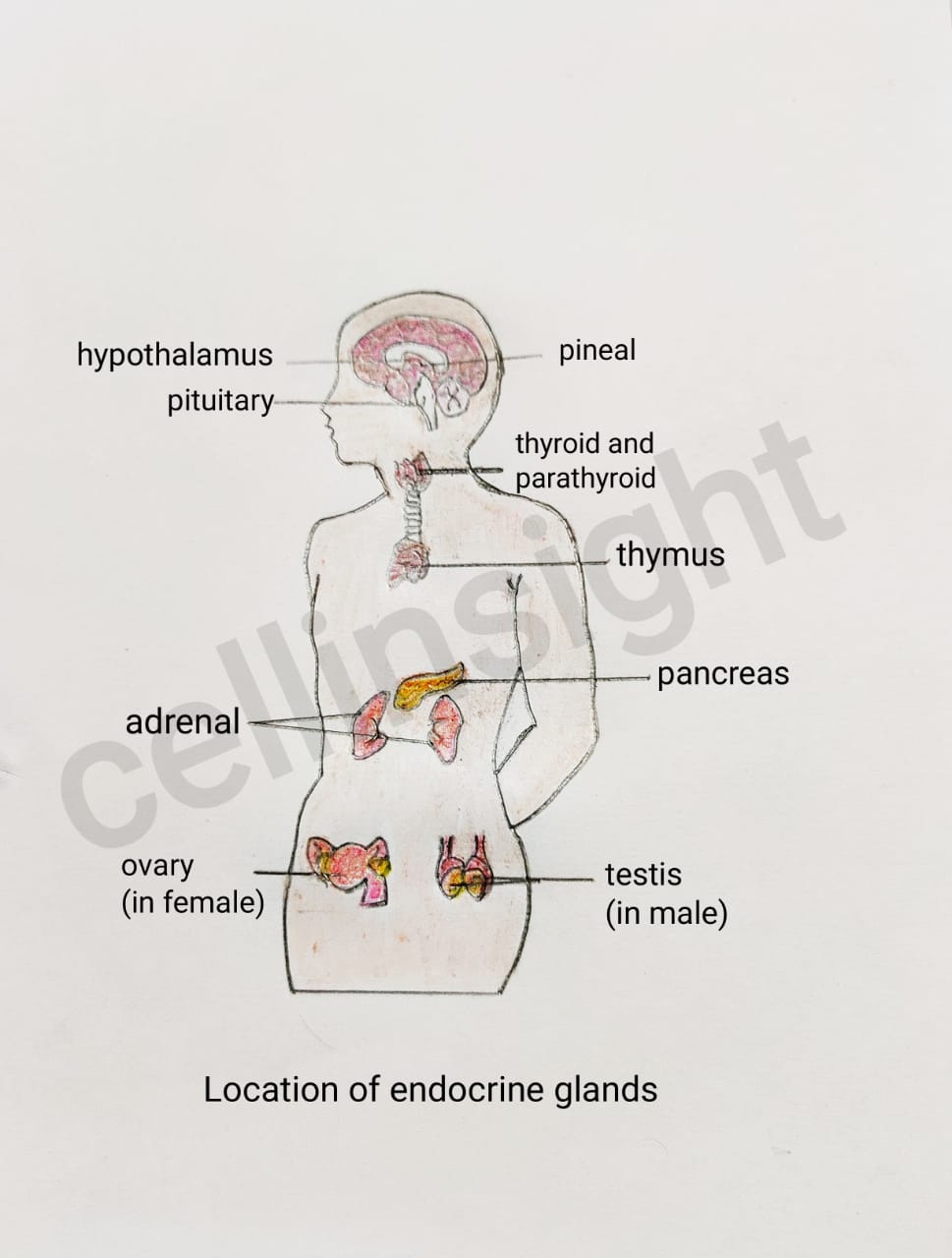 Neuro endocrine theory(biological clock) of aging