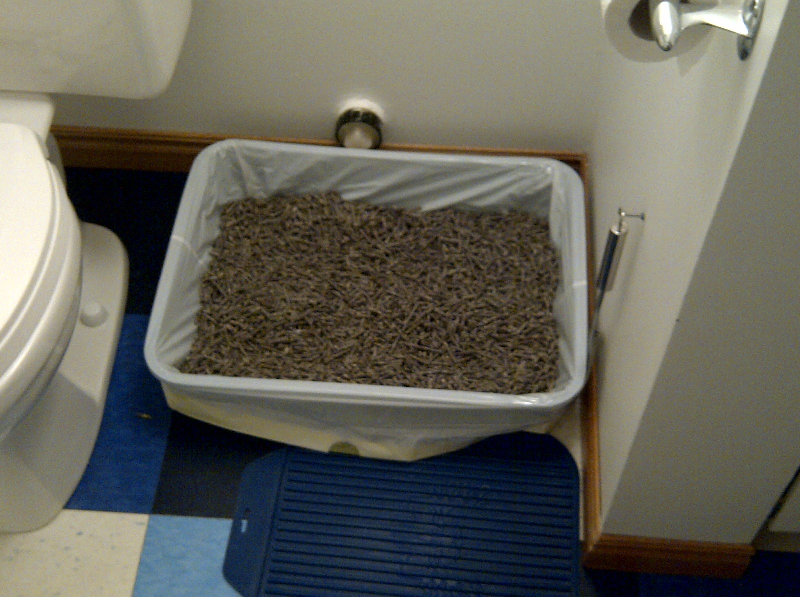 The Cat Advisor Cat Pees Over Side of Box Celeste's Problem