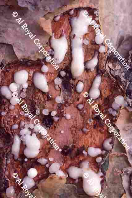 Frankincense | AlRoyal Corporation - Oman
