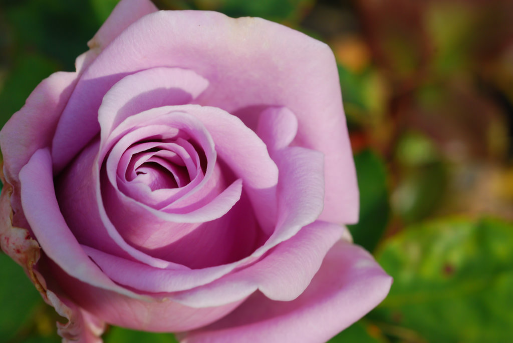 Lavender Rose Images Free Download - Lavender Roses Images Meaning Pics ...