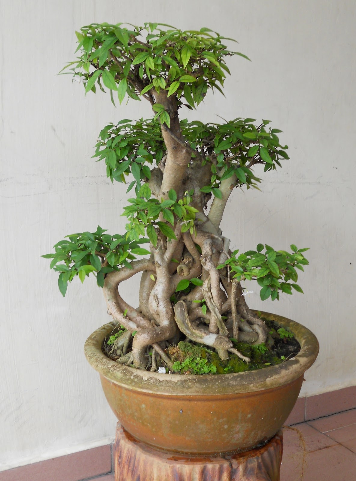 Cara Nak Buat Pokok Bonsai