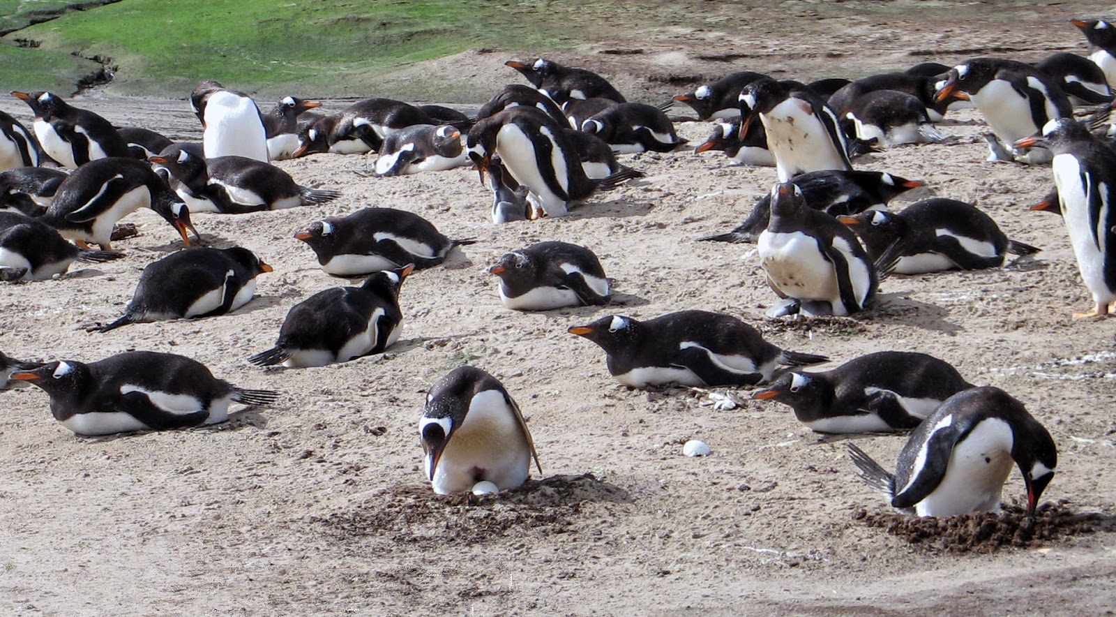 quelques voyages Iles Malouines