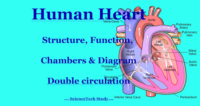 Human Heart Structure, Function, Chambers, & Double circulation