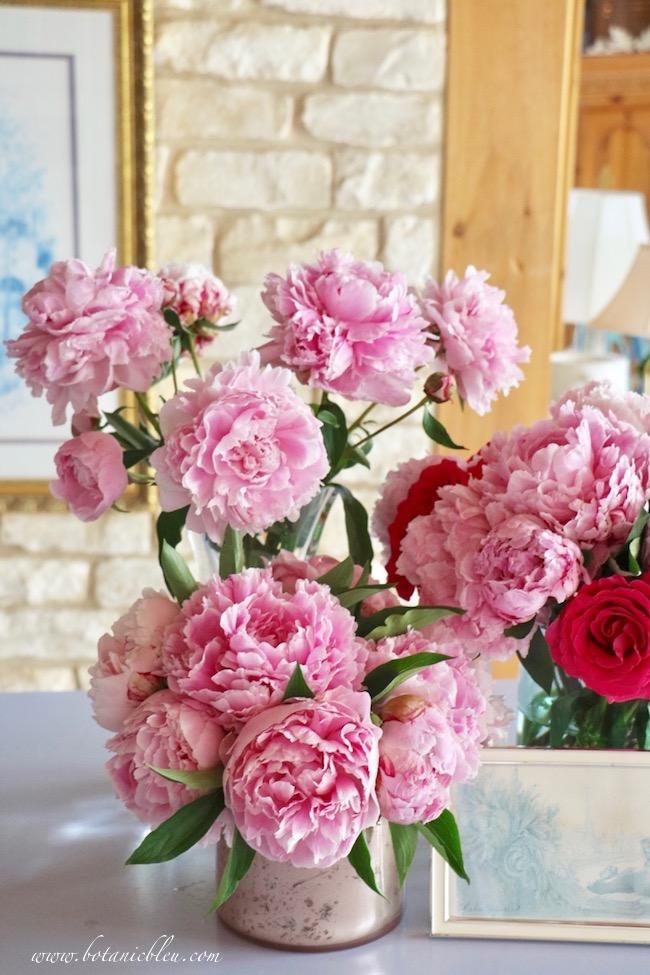 Botanic Bleu Romantic French Country Pink Peonies