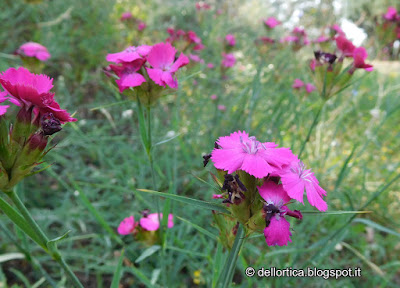 dictamus albus dittamo rosa lavanda tarassaco ortica erbe officinali confettura di rosa gelatina di tarassaco oleoliti sali aromatizzati tisane frutti di bosco