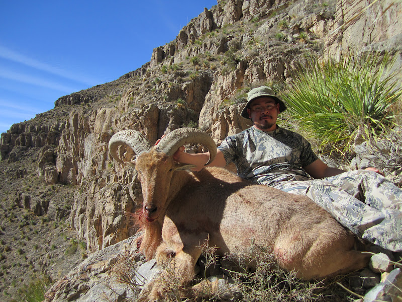 A3 Trophy Hunts LLC Poor man's sheep hunt... NM Barbary Sheep