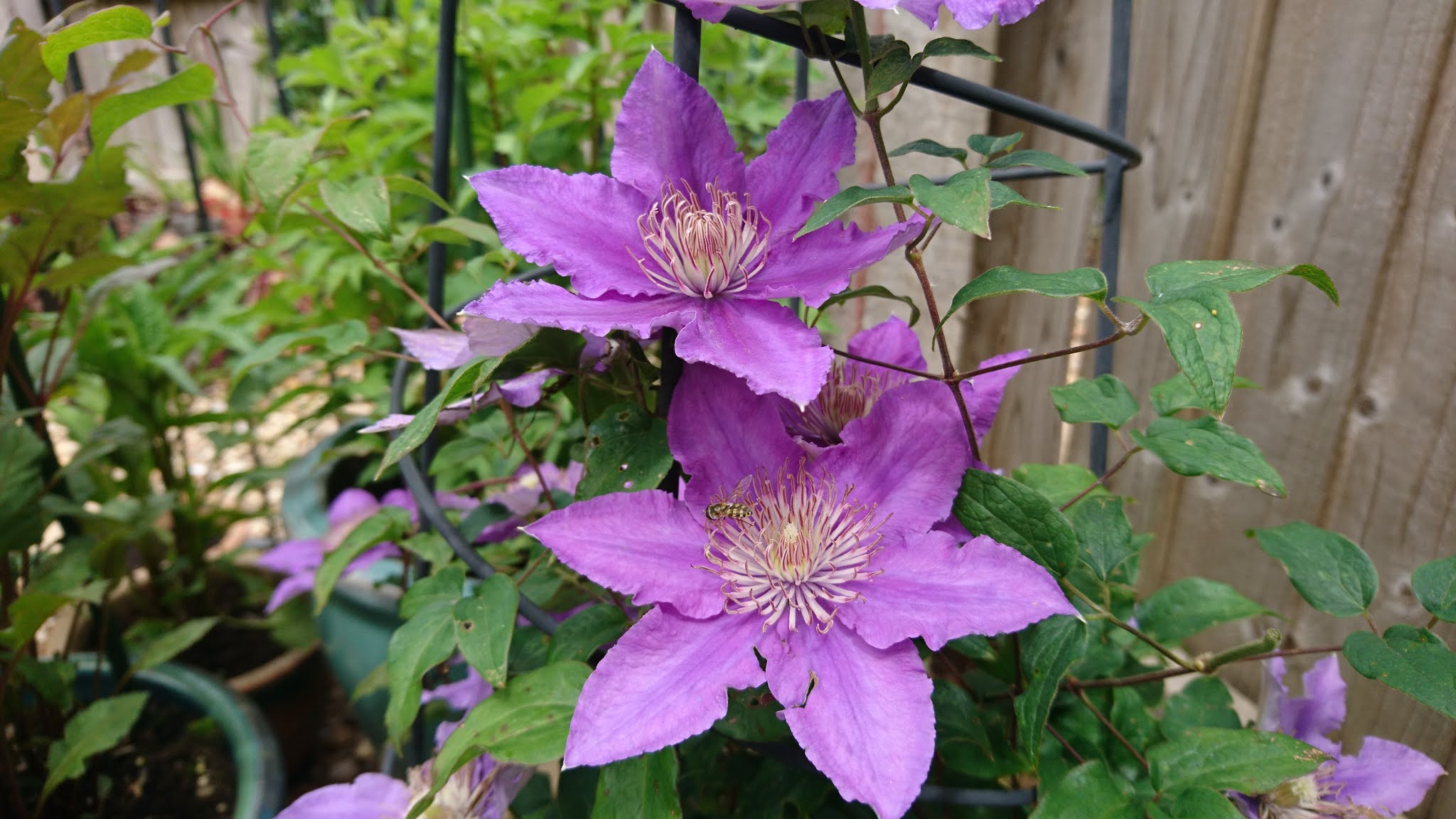 How to grow clematis