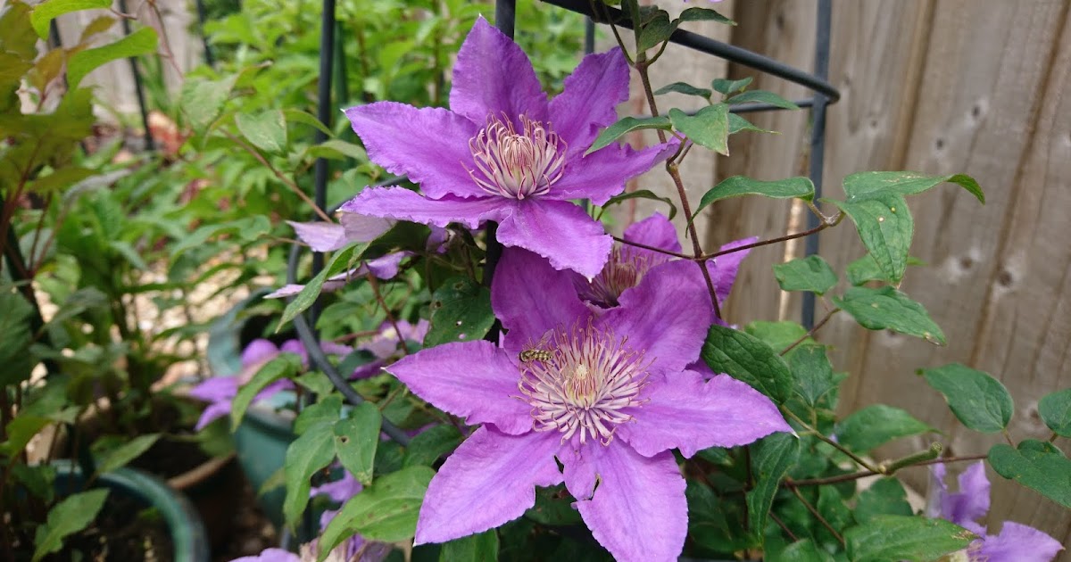 How to grow clematis