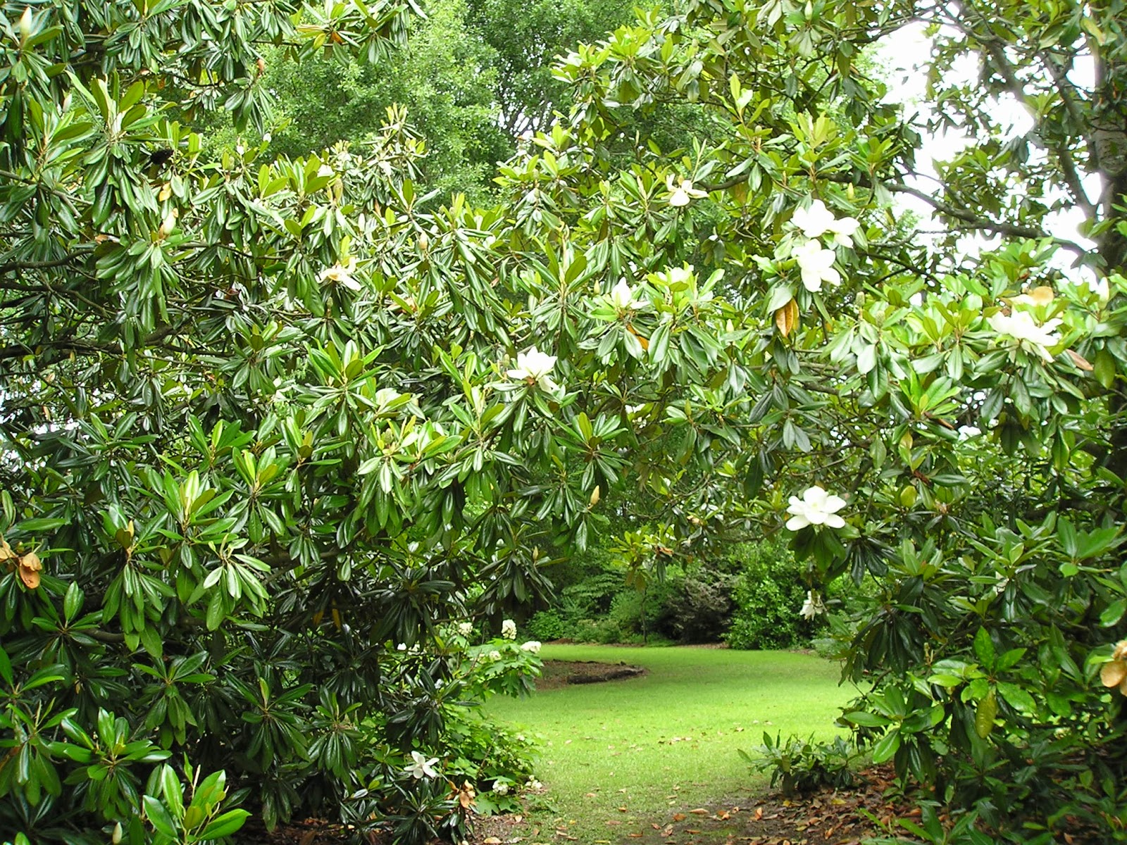 Carol's Greenville NC Garden Magnolia grandiflora