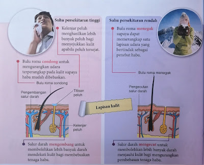 Keadaan lapisan kulit semasa suhu persekitaran tinggi dan sehu persekitaran rendah