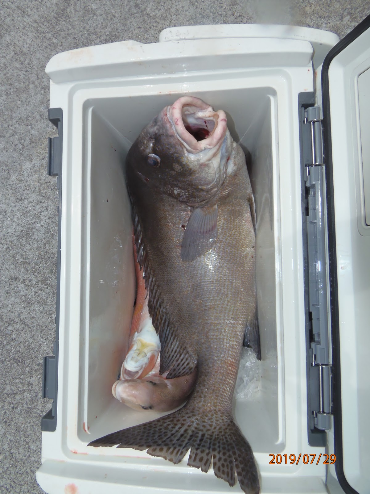 津島マリン 今日の釣果 7月 19