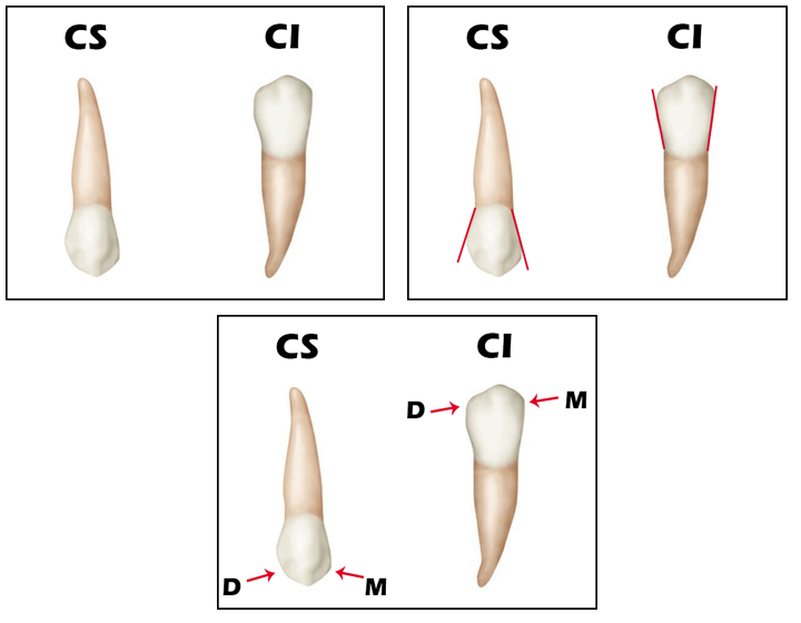 Aula de Anatomia Dental Canino Superior Dente 13 e 23 Aula de Anatomia Dental Canino Superior Dente 13 e 23