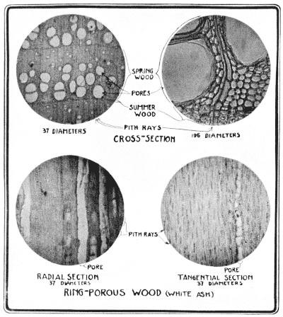Bansal's Wiki: Defects in wood