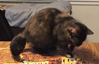 Naughty semi-feral tortie leaves with a puzzle piece in her mouth. Dammit.