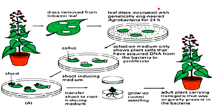 tissue culture steps