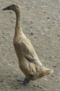 bebek Turi bebek lokal unggul dari Bantul