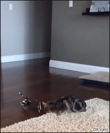 Funny Kitten GIF • BOO! Startled kitty did an amazing 180° turn when Mom sneakily attacked him from behind, haha Funny Kitten GIF • BOO! Startled kitty did an amazing 180° turn when Mom sneakily attacked him from behind, haha