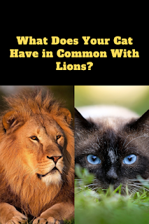 What Does Your Cat Have in Common With Lions?