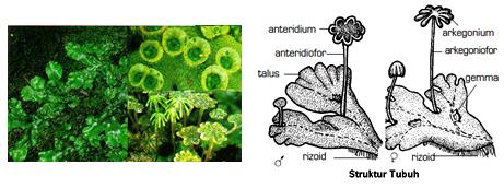 Struktur Lumut Hati