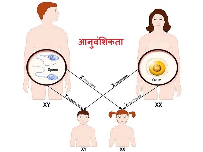 What-is-Genetics