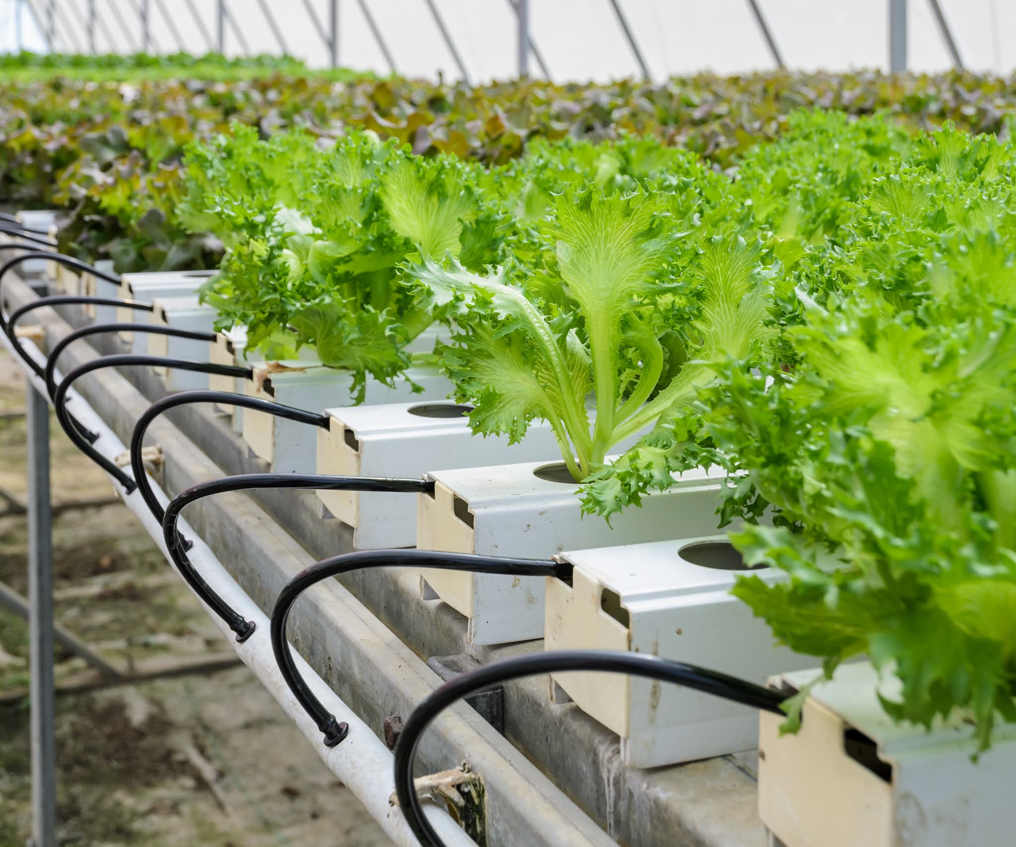 Hydroponic Farm in Zimbabwe Offers Solution To Chronic Water Challenges