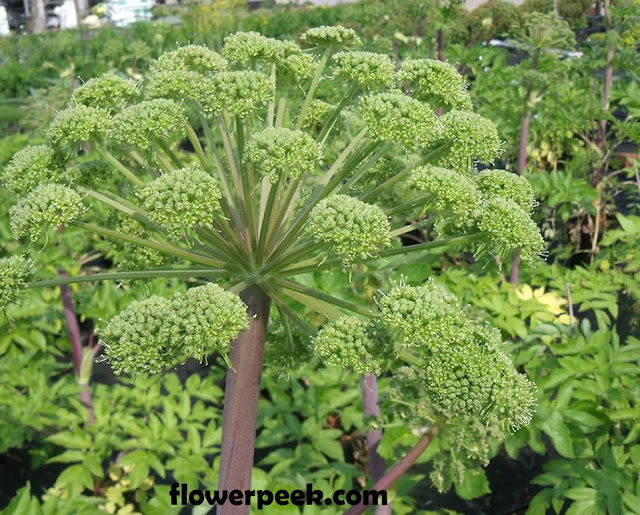 Steps on how to grow Angelica plant