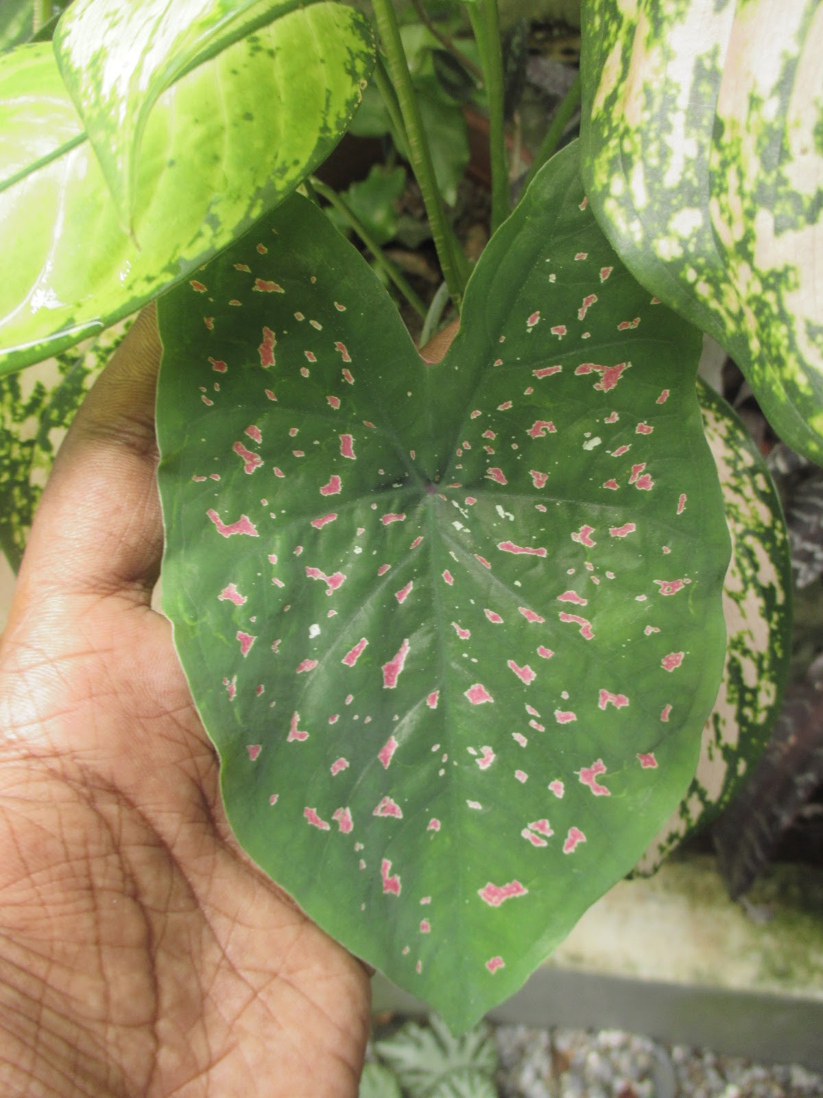 Garden Chronicles Caladium, Elephant Ears and its kind