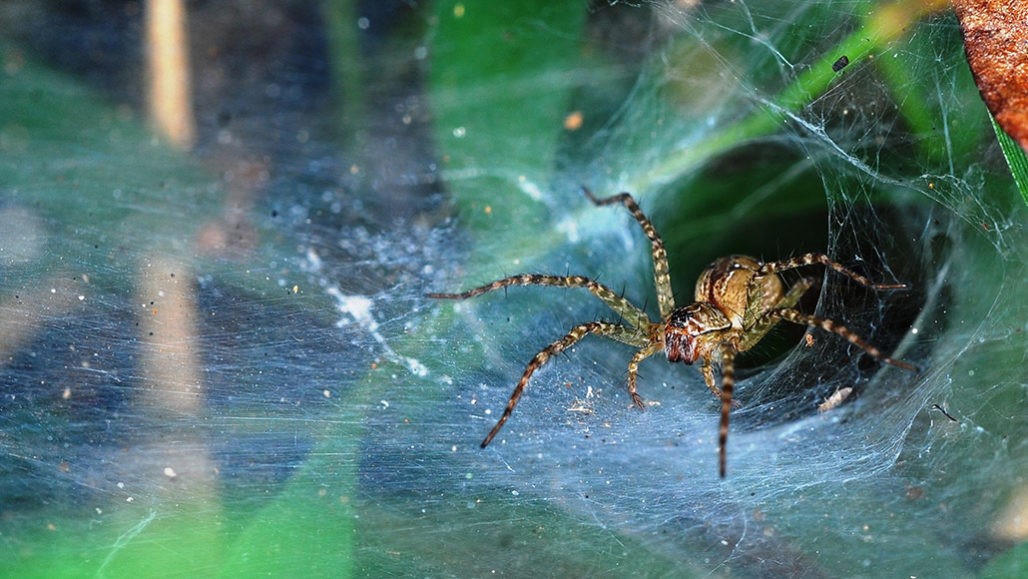 Spider Insect Move How Spiders Move | How Spiders Work – EBJS