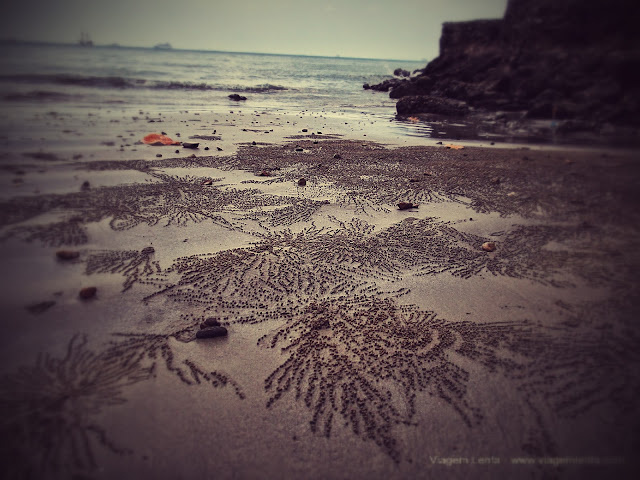 Arte na praia feita pelos pequenos crustáceos