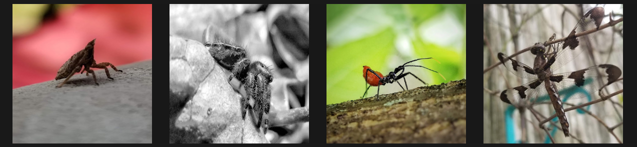 Using Insects For Creature Inspiration