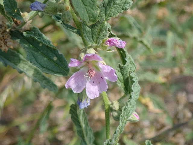 Sphaeralcea angustifolia Sphaeralcea angustifolia