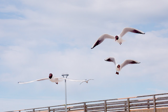 Wo sind die Leckerlies? Lachmöwen im Suchflug Lachmöwe - Chroicocephalus ridibundus - Black-headed Gull