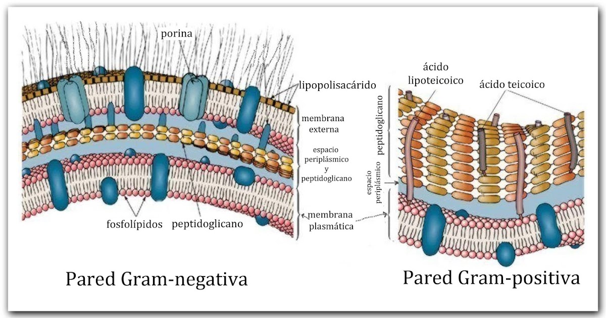 Los Estructura bacteriana Los Estructura bacteriana
