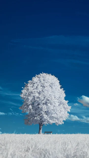 Winter Tree On Blue Sky Video Wallpaper