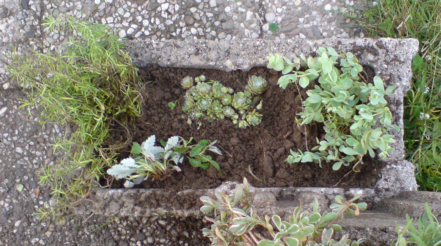 Vorgarten: Steinzeit