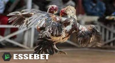 Ayam Sabung SITUS S128 APK TARUHAN AYAM SABUNG TERPOPULER - essebetting88.biz