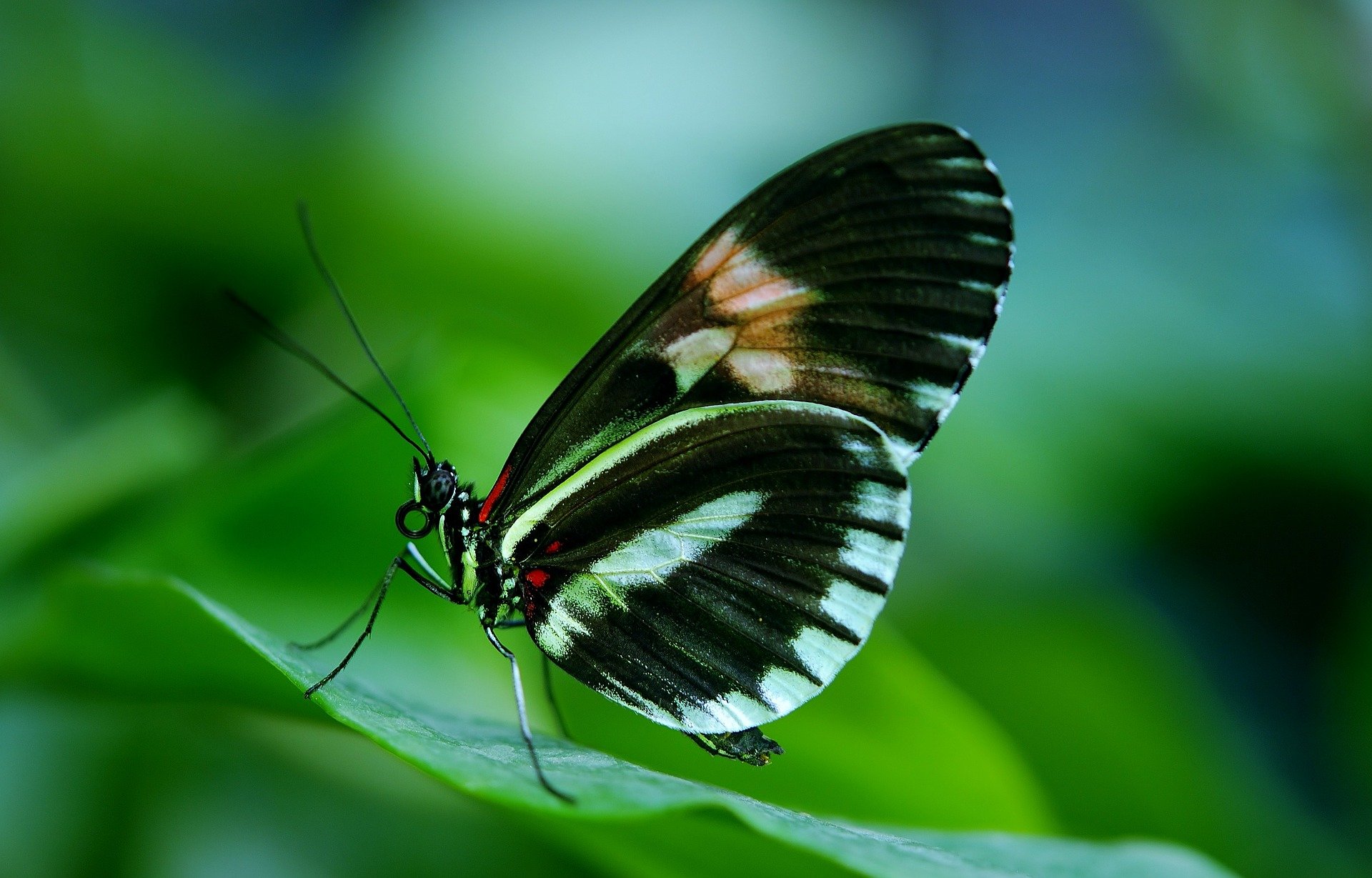25 Amazing Facts About Butterflies