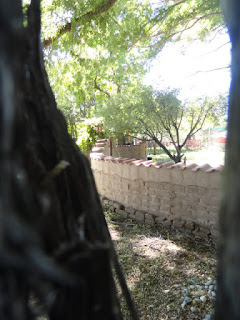 a brick wall viewed through the fork of a tree