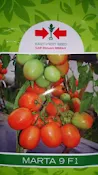 jenis tomat, buah tomat, tanaman tomat, manfaat tomat, cara menanam tomat, jual benih tomat, toko pertanian, toko online, lmga agro