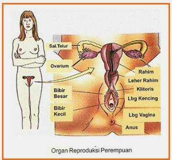 Ovum yang diovulasikan ovarium akan ditangkap oleh