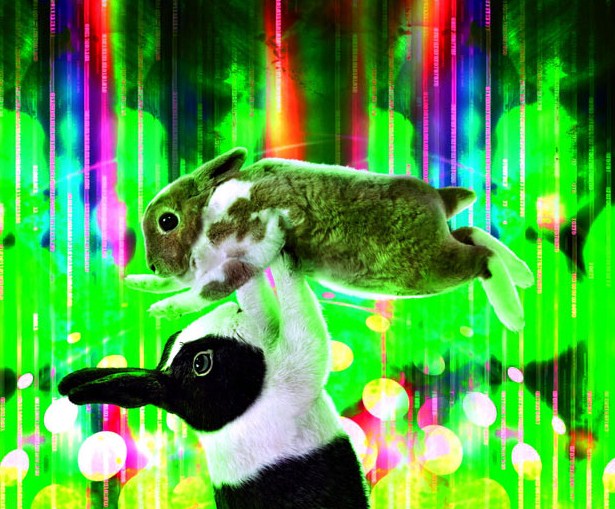 Dancing Bunnies sawpedia Dancing Bunnies sawpedia