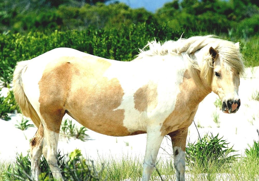 Chincoteague Pony Virginia Wild Horses