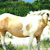 Chincoteague Pony - Virginia Wild Horses