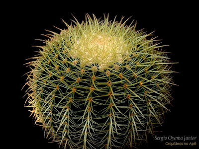 Orquídeas no Apê: Cacto Cadeira de Sogra - Echinocactus grusonii