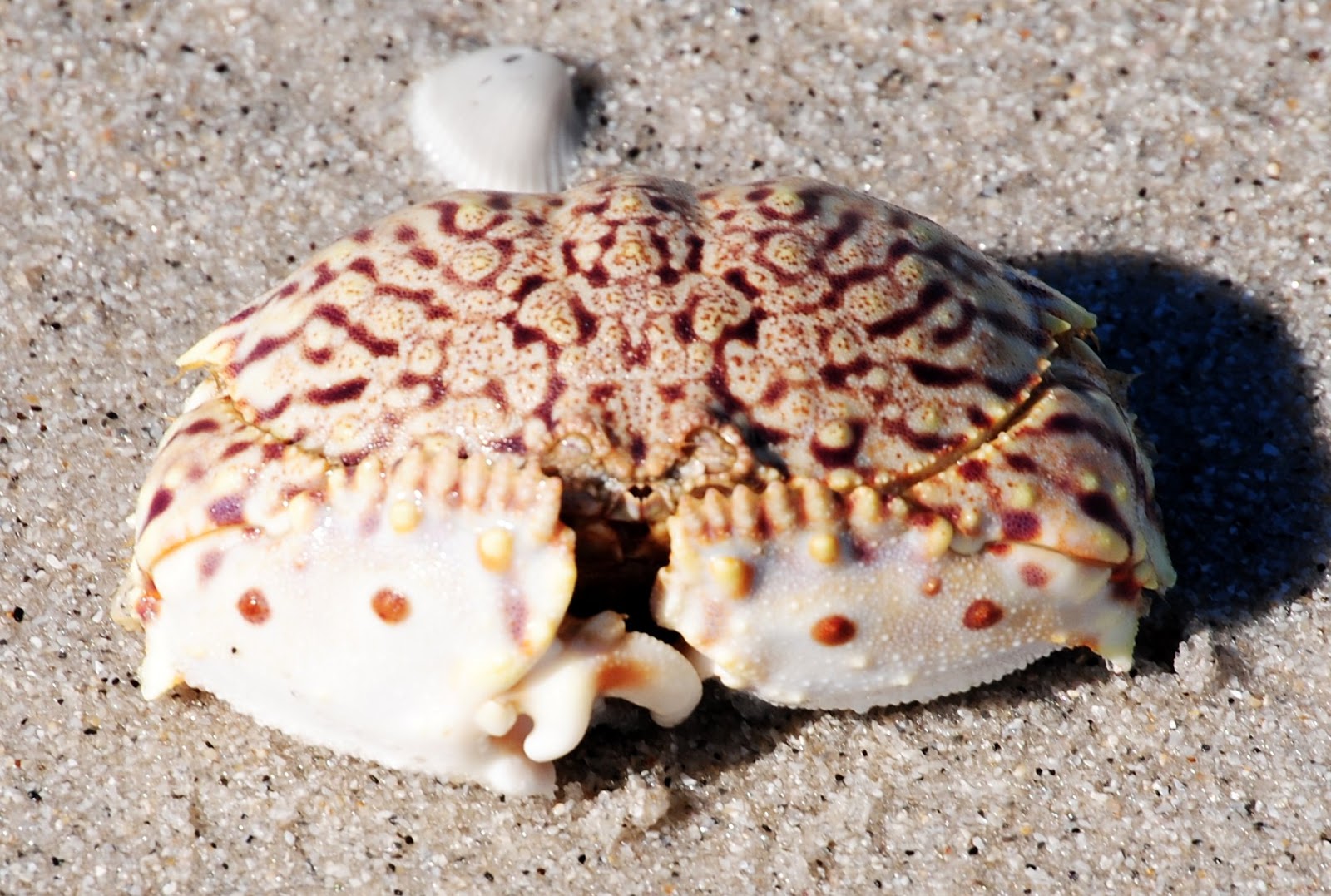 Field Notes and Photos Flame Box Crab at Gasparilla Island Beach