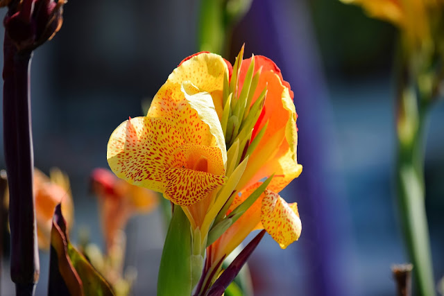 Light yellow canna flower image Light yellow canna flower image