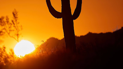 Golden Sky, Cactus, Sun, Sunset, Dusk