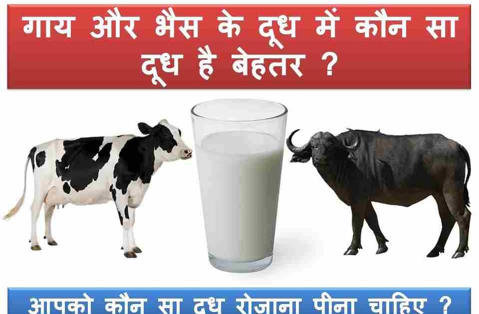 à¤à¤¾à¤¯ à¤à¤° à¤­à¥à¤¸ à¤à¥ à¤¦à¥à¤§ à¤®à¥à¤ à¤à¥à¤¨ à¤¸à¤¾ à¤¦à¥à¤§ à¤¹à¥ à¤¬à¥à¤¹à¤¤à¤° ?