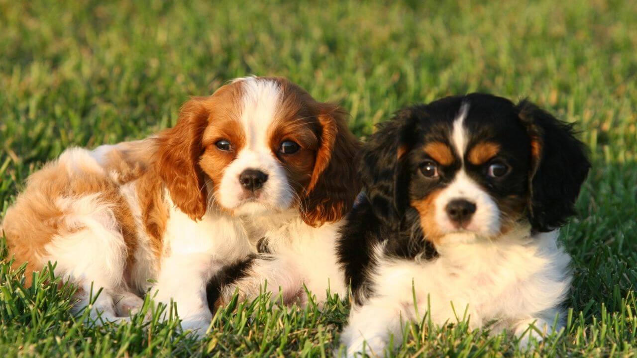 Are Cavalier King Charles Spaniel Hypoallergenic?